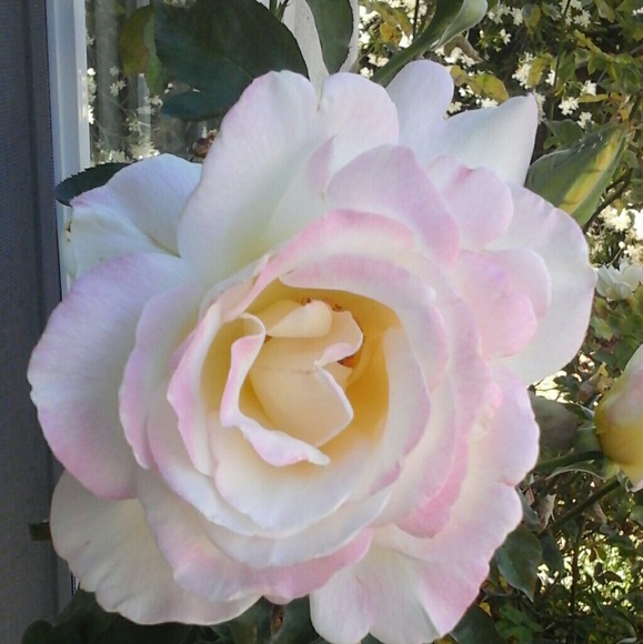 Meet your Posher, Alyssa - Picture 1 of 1